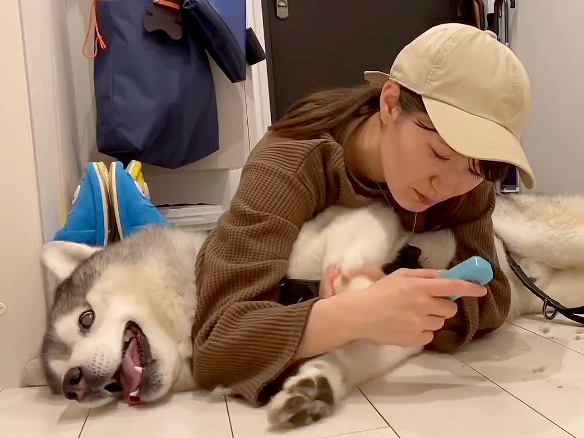 大型犬が寝ている隙に『爪切りと足裏カット』を強行した結果…文句が止まらない『攻防戦』が115万再生「ジタバタ可愛い」「良いコンビｗ」