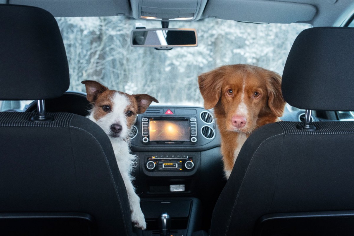 犬を車に乗せる時の「絶対NG行為」4つ！ドライブで注意すべきことまで解説