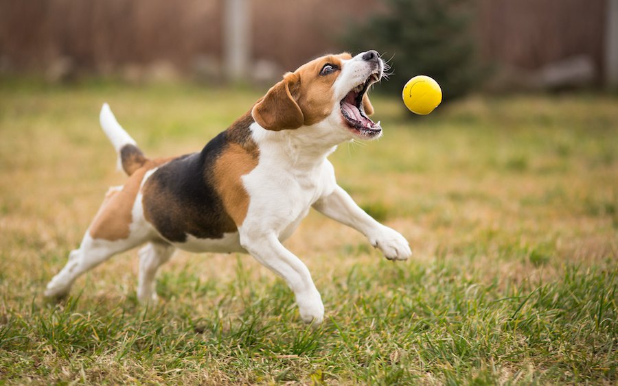 犬が興奮するとコマンドを聞いてくれない！適切な対処法とは