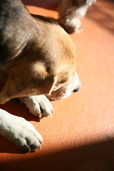 犬のため息に現れるわんちゃんの心理