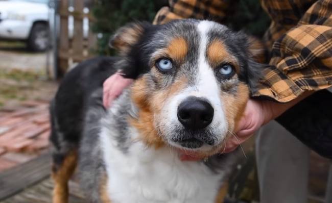 汚染された民家で皮膚病のため脱毛し苦しめられていた犬はこんなに美しく元気だった！