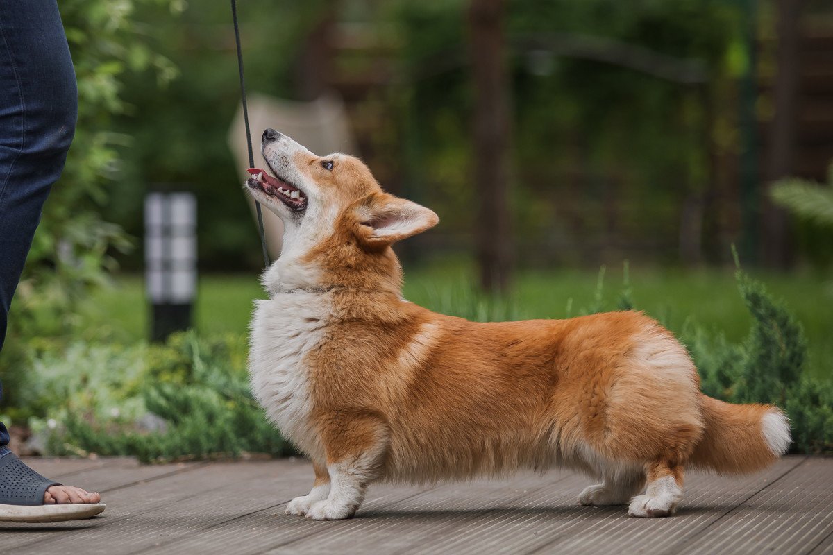 犬が『味方』だと思っている人にする行動6選　愛犬に慕ってもらうためにできることまで