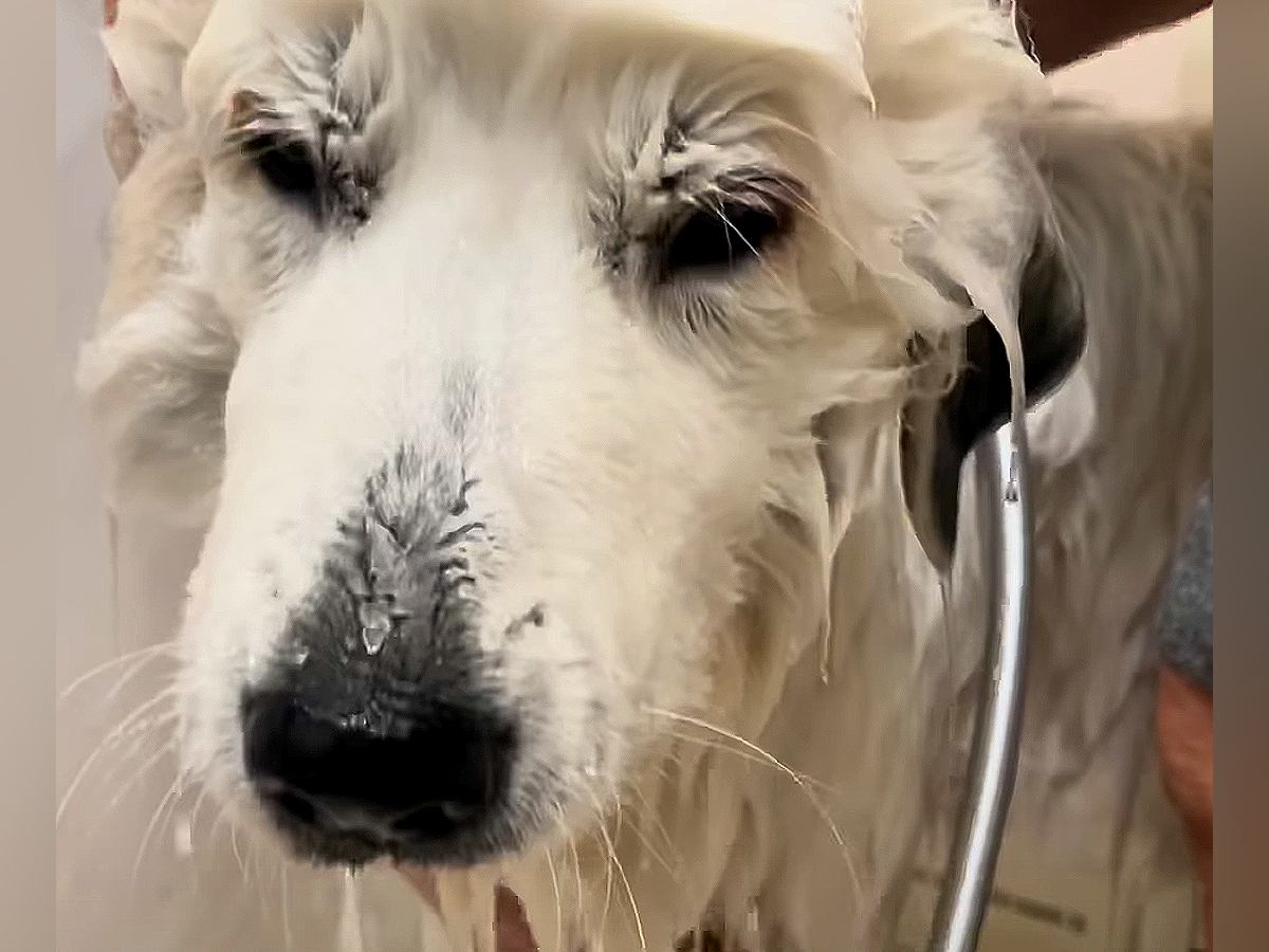 おじいちゃんと一緒にお風呂に入った超大型犬…思った以上に『絶望してしまう光景』が516万再生「テンションの差がｗ」「嫌いなの伝わる」