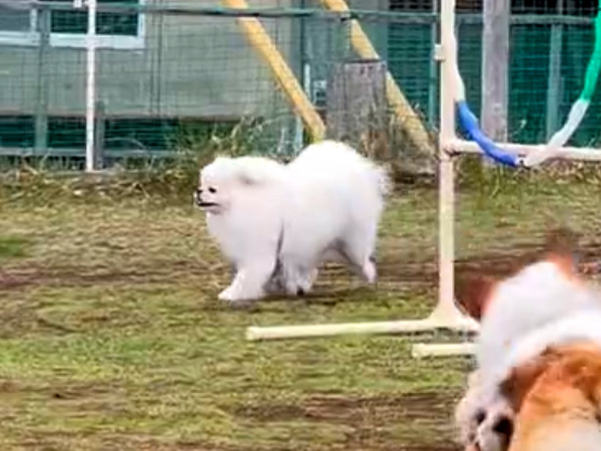 ドッグランで『完全にお母さんを見失った犬』を遠くから見守っていたら…見つけた瞬間の『最高すぎる反応』が345万表示「尊い」「たまらん」