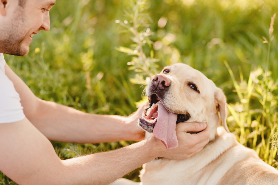 犬の譲渡会に行くときの注意点と引き取る手順