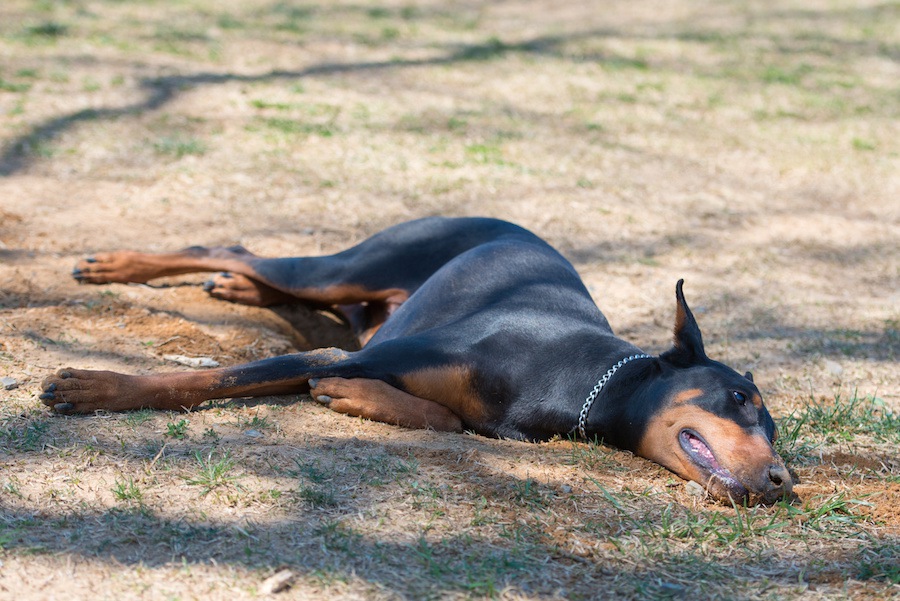 犬がウンチを体にこすりつけてしまう理由と改善方法