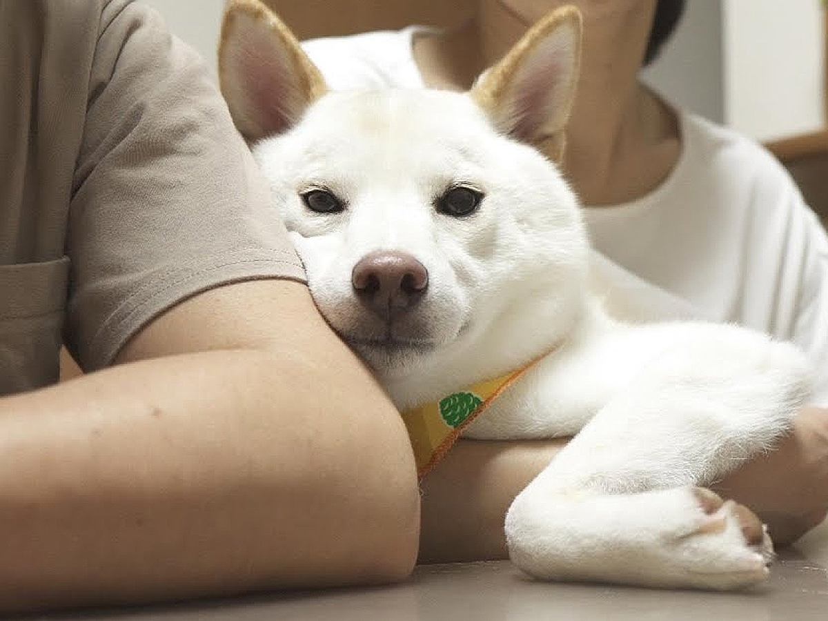 夫婦で子供の進路について話し合っていたら、犬が…喧嘩と勘違いしてみせた『まさかの行動』に感動「めっちゃ優しい子」「犬って本当に家族」