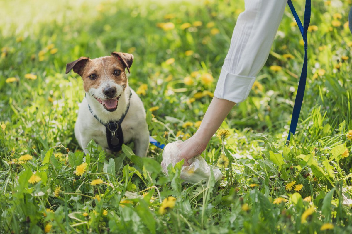 犬の『超危険なウンチ』とは？３つの特徴とすぐにすべき対応