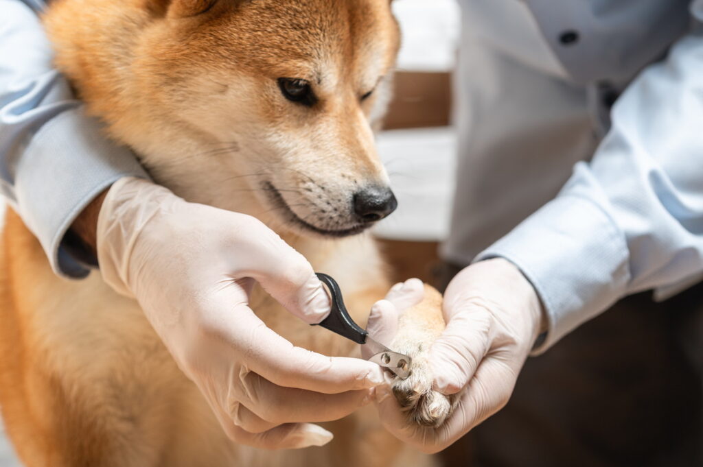 柴犬の爪切り、頻度はどのくらい？安全なやり方から嫌がる時の対処法まで