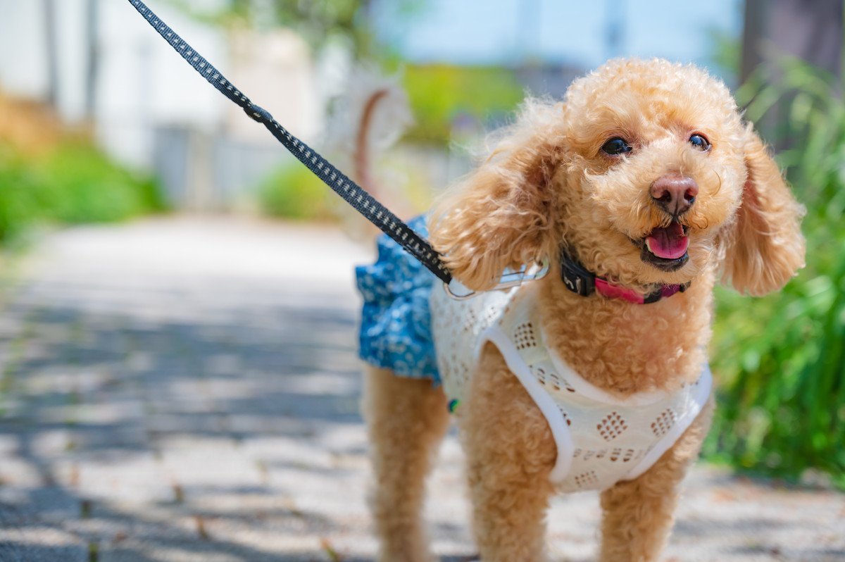 犬がもっと楽しめる「散歩の仕方」4つ