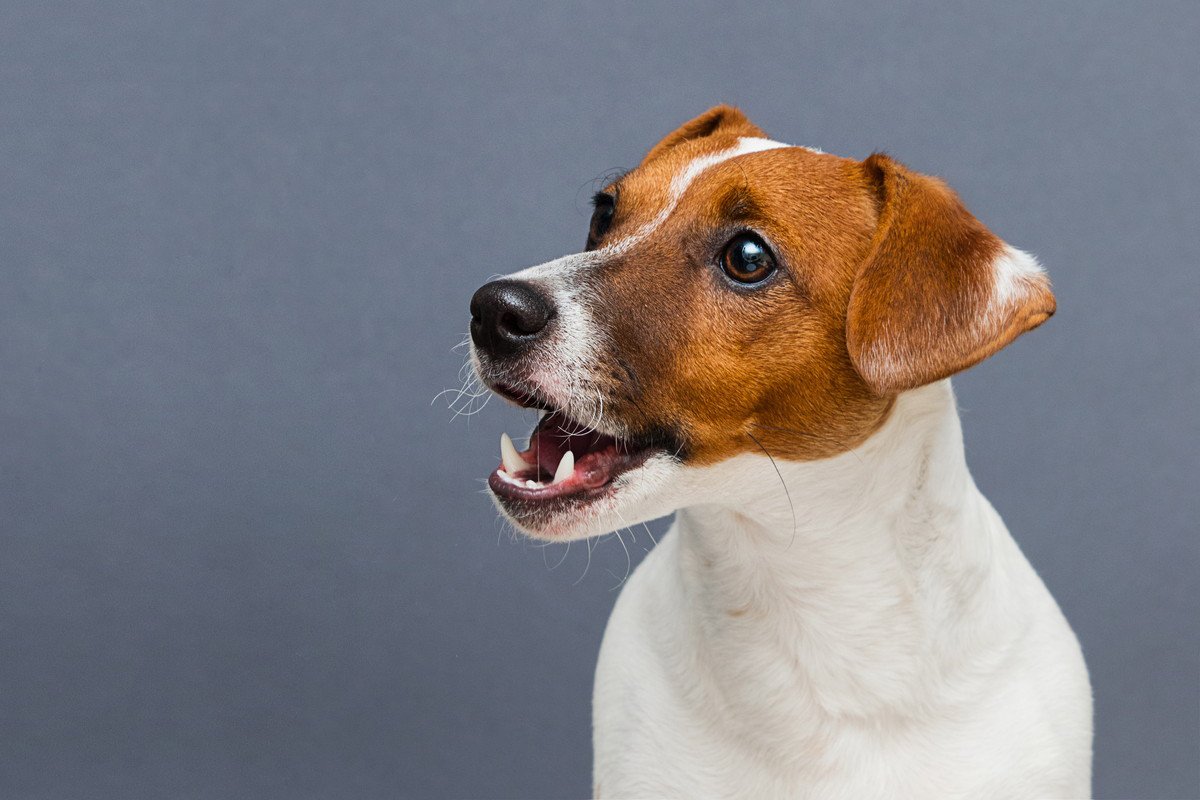 犬が『要求』しているときにする4つのサイン　愛犬が何度もお願いをしてくるときの正しい対応とは？