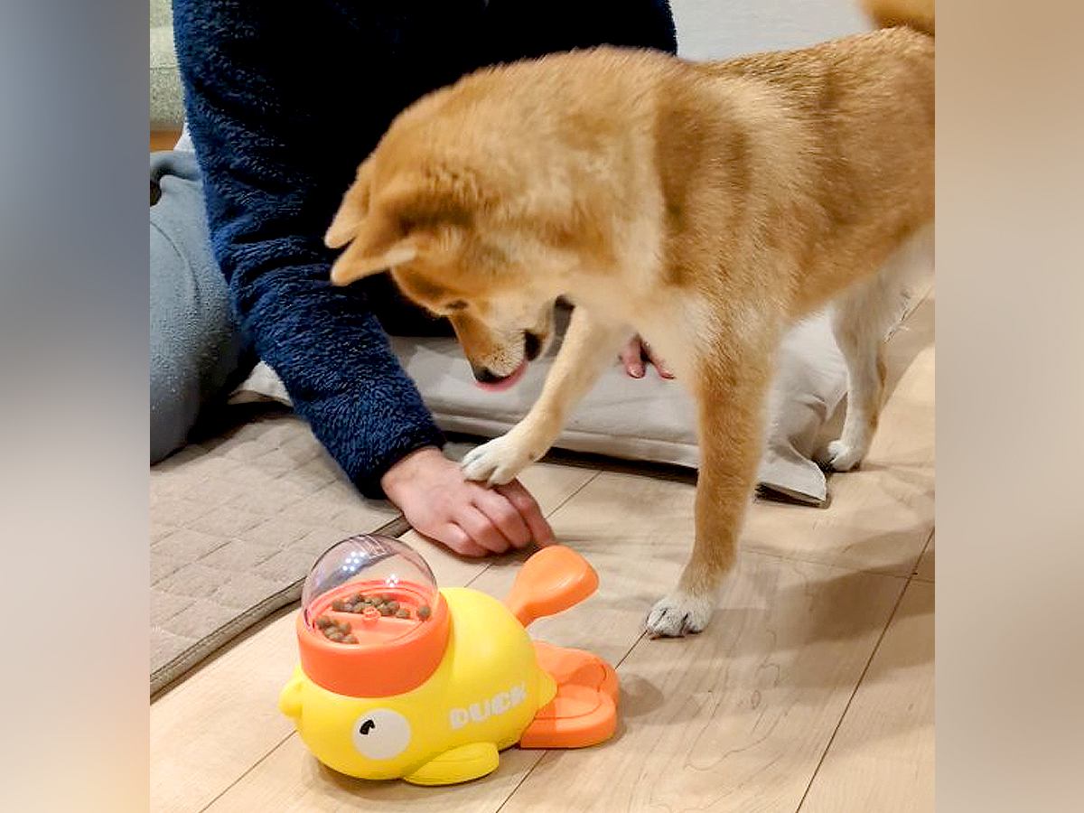 押したらオヤツが出るおもちゃに犬が苦戦していたら…まさかの『協力を仰ぐ光景』が癒されると192万再生「ちょんってするの最高ｗ」と絶賛