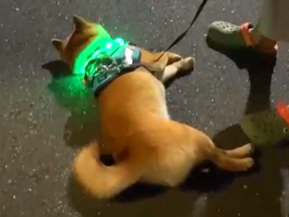 夜、お散歩していたら犬がパタンと倒れてしまい…思った以上の『全力な帰宅拒否』と結末が79万再生「突然のバッテリー切れｗ」「子供と同じ」