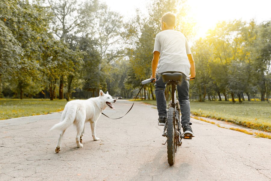 気づかぬうちに…！犬を危険な目に遭わせてしまう『NG行為』８選