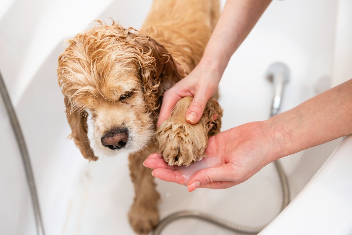 犬の肉球にしてはいけない『絶対NG行為』4選　洗いすぎると逆に危険？やるべきケアは？