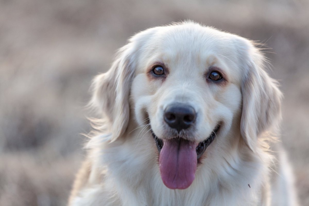 犬に正しく気持ちを伝える方法3選！間違ったやり方は勘違いされてしまう可能性も？