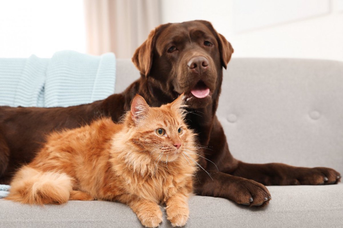 豪州での調査〜ロックダウン中の犬と猫とそれぞれの飼い主の反応の違い