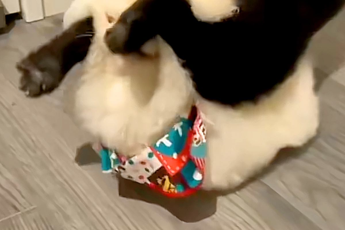 遊んでいる犬2匹を撮影した結果→『可愛いな』と思っていたら…犬とは思えない『衝撃の足技』が193万再生「爆笑ｗｗ」「男子校の昼休みで草」