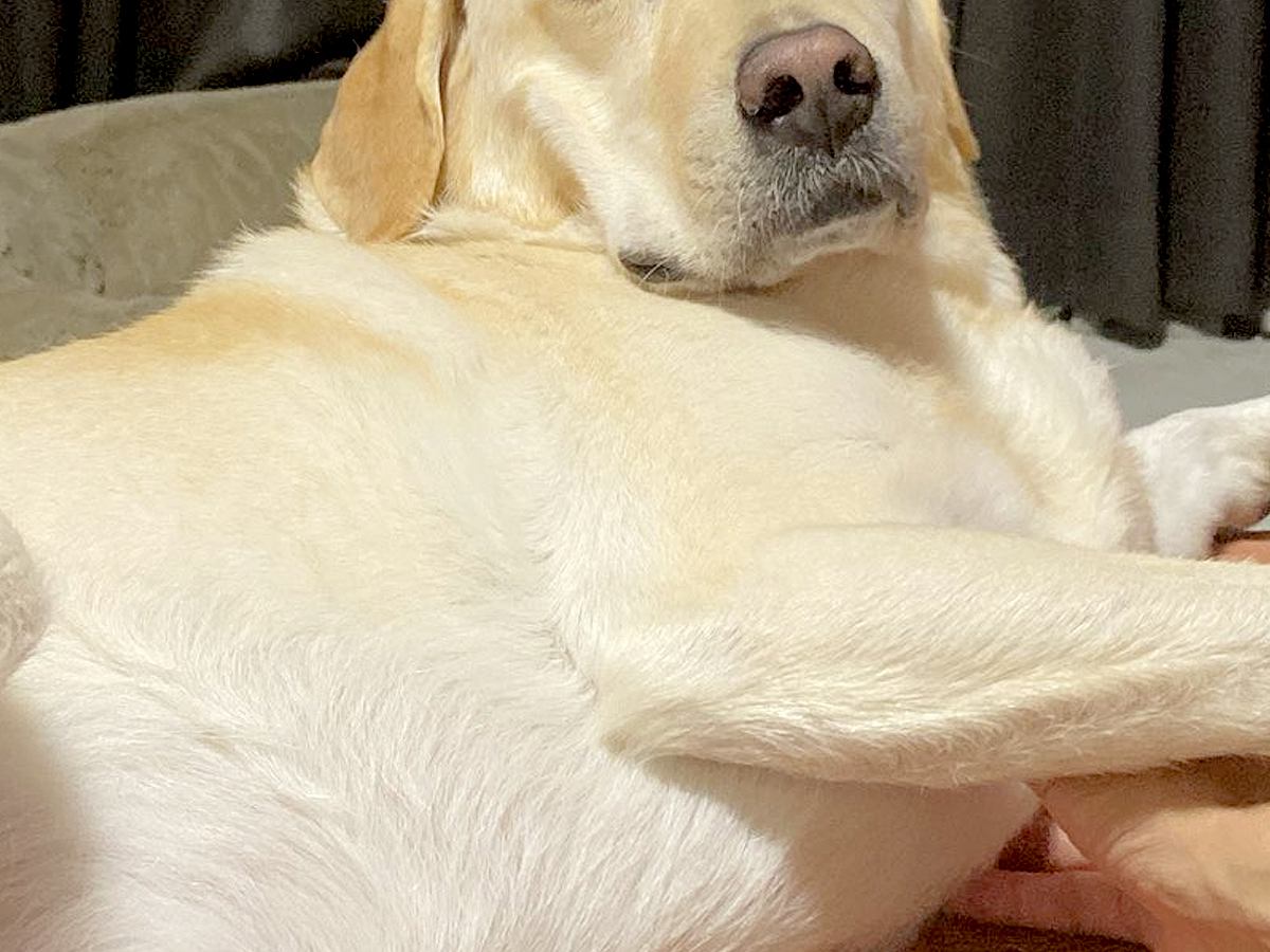 午前5時30分→寝ている大型犬に『朝のお散歩に行くよ』と伝えた結果…犬とは思えない『まさかの態度』に反響「ほぼ人間で草」「かわいいｗ」