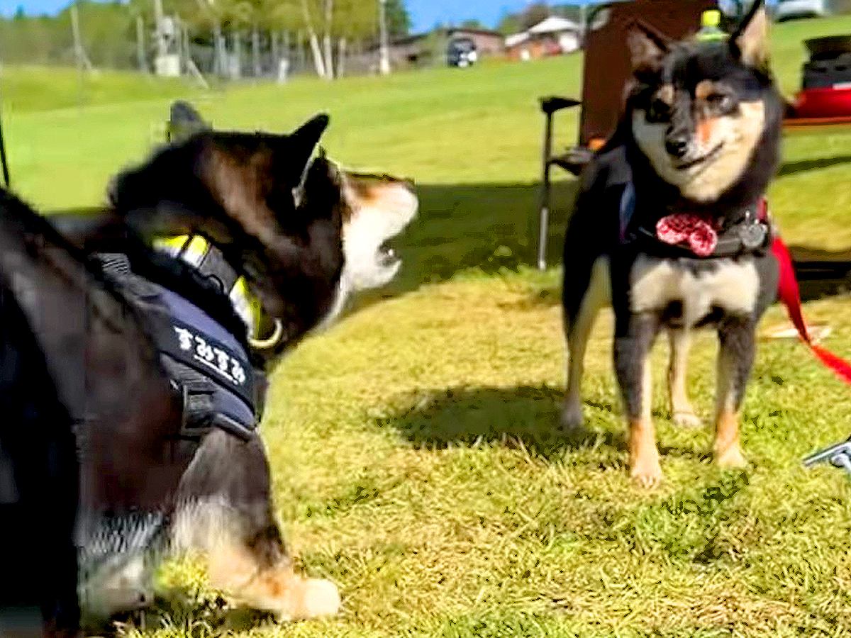 犬が『お友達を全力で遊びに誘った』結果…嘘のような『塩対応』が面白過ぎると23万再生「ジェラシー全開で草」「温度差に爆笑した」と絶賛