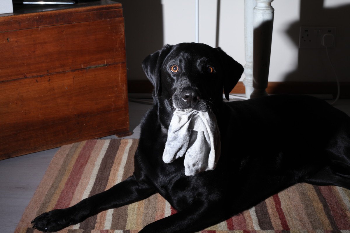 飼い主が勘違いしてしまう『犬の行動』8つ　愛犬の仕草の理由とは？注意点まで解説