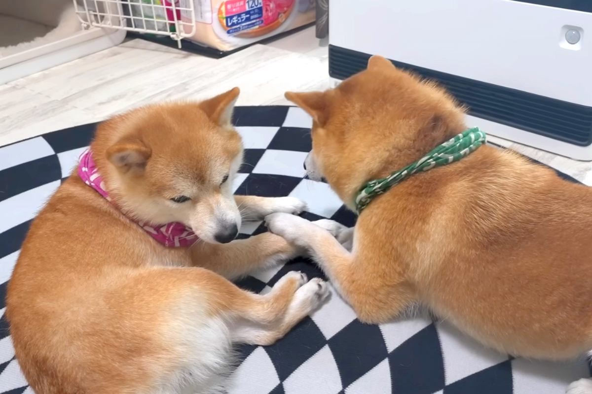 ヒーターの前を弟に取られたお兄ちゃん犬→特等席を巡った『愉快な争い』が可愛いと11万再生「パンチ炸裂してて草」「爆笑しちゃったｗ」と絶賛