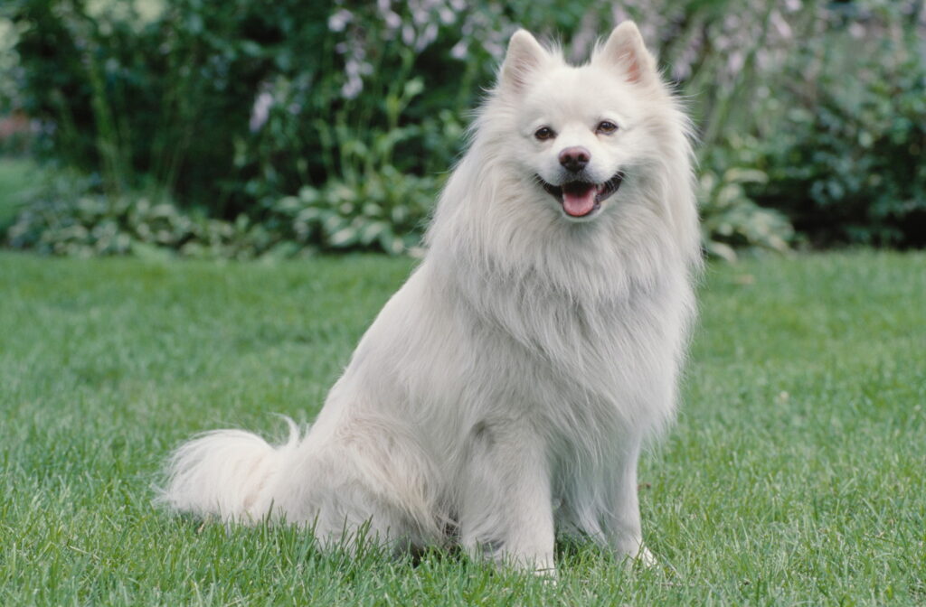 【獣医師監修】アメリカン・エスキモー・ドッグ｜犬種の特徴と性格、飼い方や価格相場まで解説