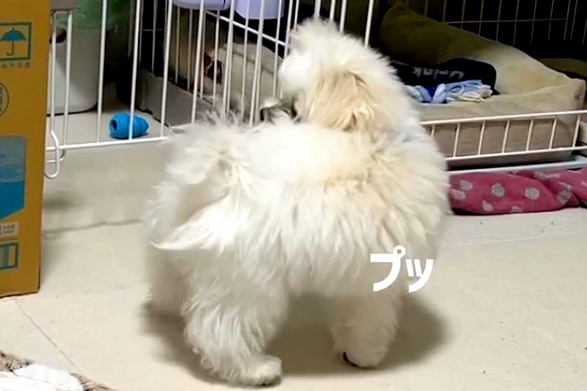 白くてフワフワの赤ちゃん犬が『おなら』を覚えた結果→出した瞬間に…『まさかの反応』が23万再生「犯人探しするの草」「ずっと見てたいｗ」