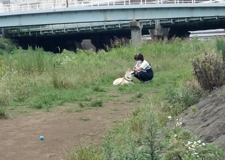 「ママぁ♡疲れちゃった」動かない秋田犬と途方に暮れるヌッシ