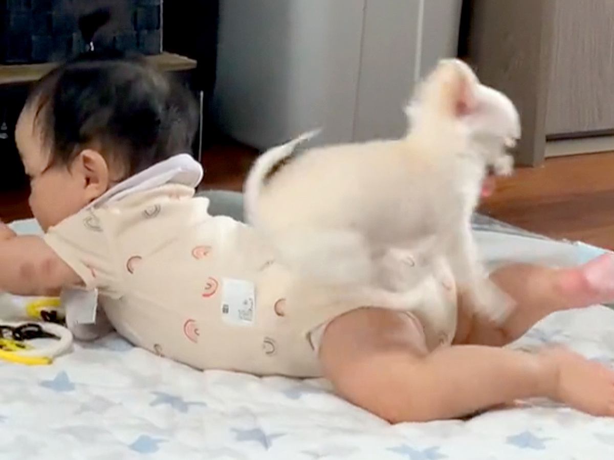 赤ちゃんがいる家に『子犬がやってきた』結果…一緒に生活をする光景があまりにもポテポテしていると894万再生「可愛い大渋滞」「コンビ最高」