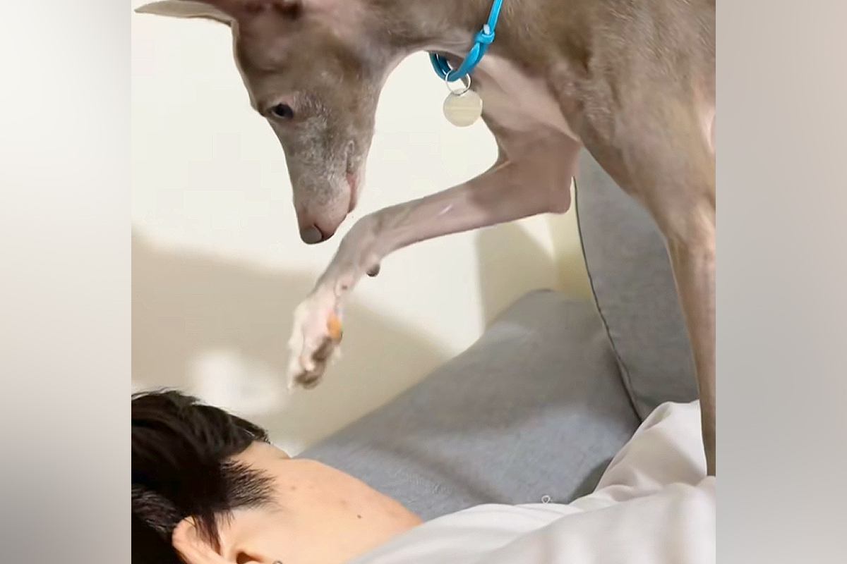 『起きてくださーい…』寝坊した犬の飼い主→ご飯の時間が遅れてしまい…おててを使った『尊すぎる行動』が78万再生「優しい子」「気遣い上手」