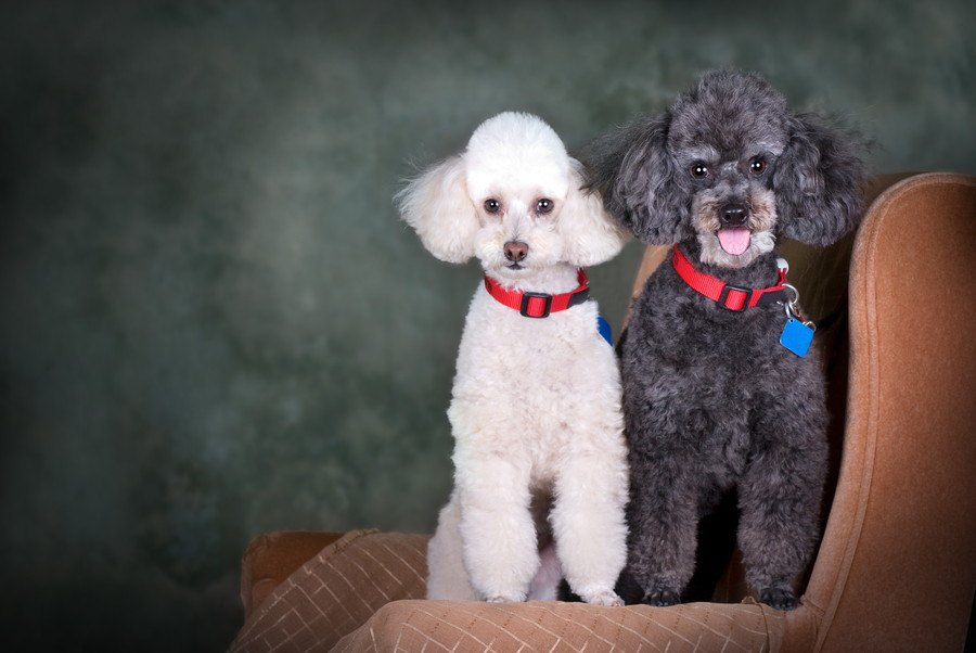 犬アレルギーの人もメス犬なら大丈夫かもしれないという研究結果