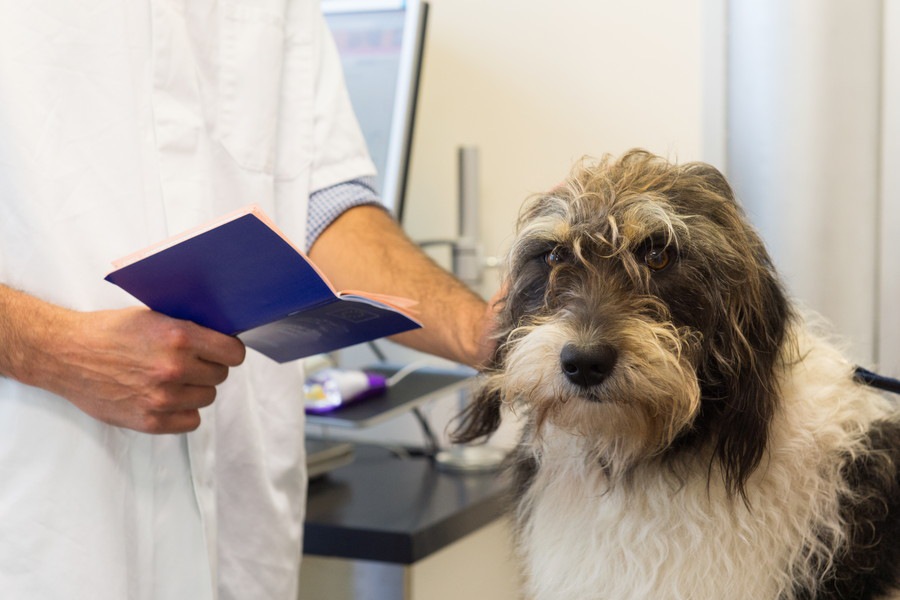 犬の「尿検査」で分かる事とは?