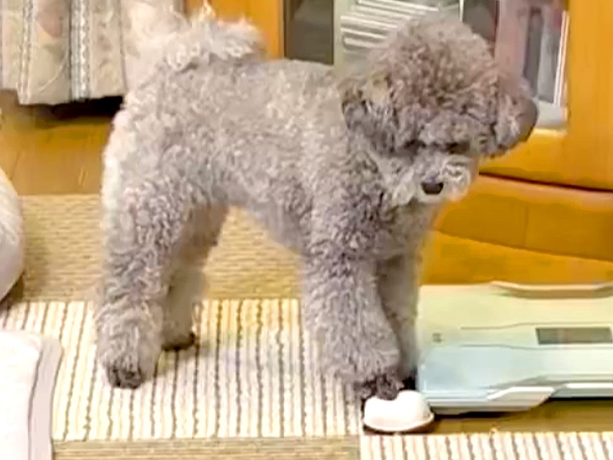 『音の鳴るおもちゃ』で遊ぶ犬→まさかの『心臓マッサージ』をする光景に1万いいね集まる「真剣なの可愛すぎる」「生き返ってー！」