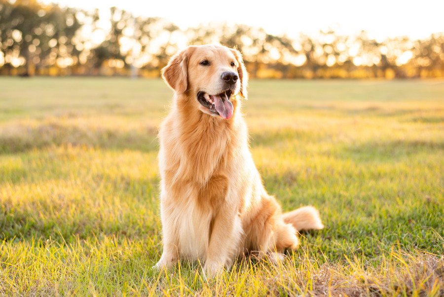 人気の『大型犬』ランキングトップ4　主な特徴や共通点、必要な飼育環境まで解説