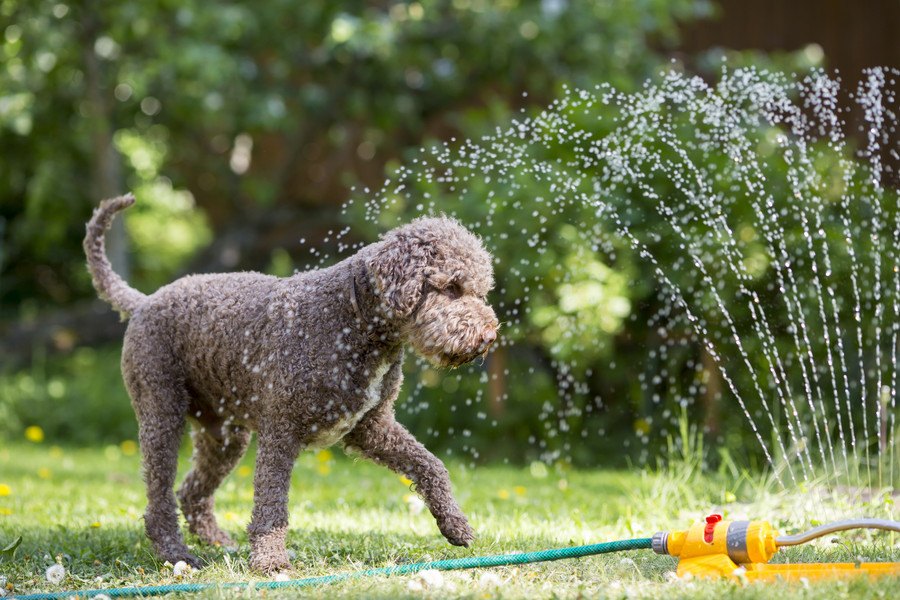 犬に『NGな春～夏の飼い方』とは？気を付けるべき4つのことや意識するポイント