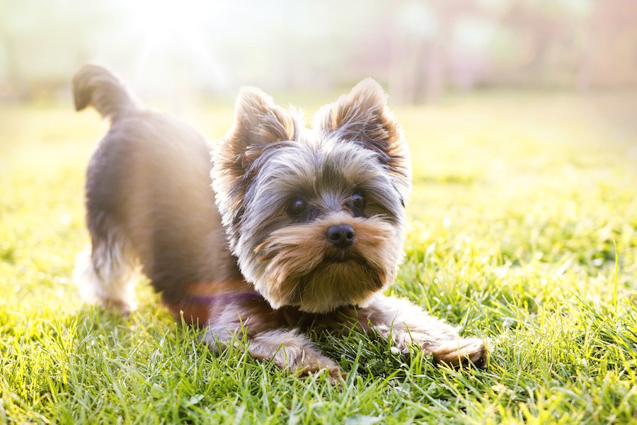 近代的な犬種、狼に近い犬種、行動の違いは何から来る？【研究結果】