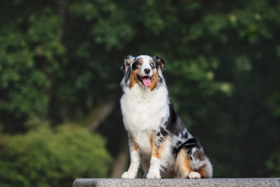 オーストラリアンシェパードの特徴や性格、ブリーダーから子犬の値段まで