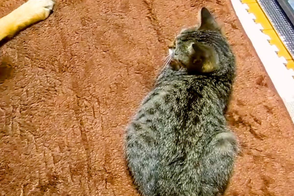 保護猫のことを『優しく撫でてね』と犬に伝えた結果→お手本を見せると…尊すぎる『まさかの光景』が17万再生「賢くて優しい」「本当にワンコ？」
