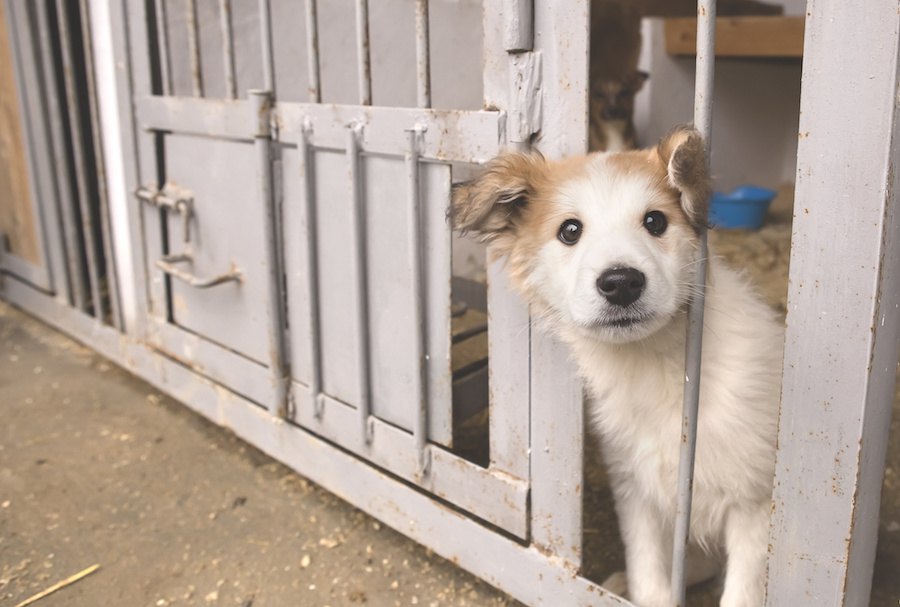 犬にとって不幸なこと６つ