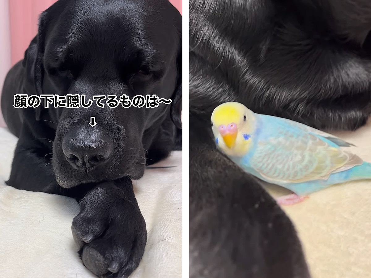 大型犬が『隠してしまうほど愛しているもの』…驚きの光景が184万再生を突破「小さな相棒可愛すぎる」「混ざりたいｗ」絶賛と悶絶の嵐