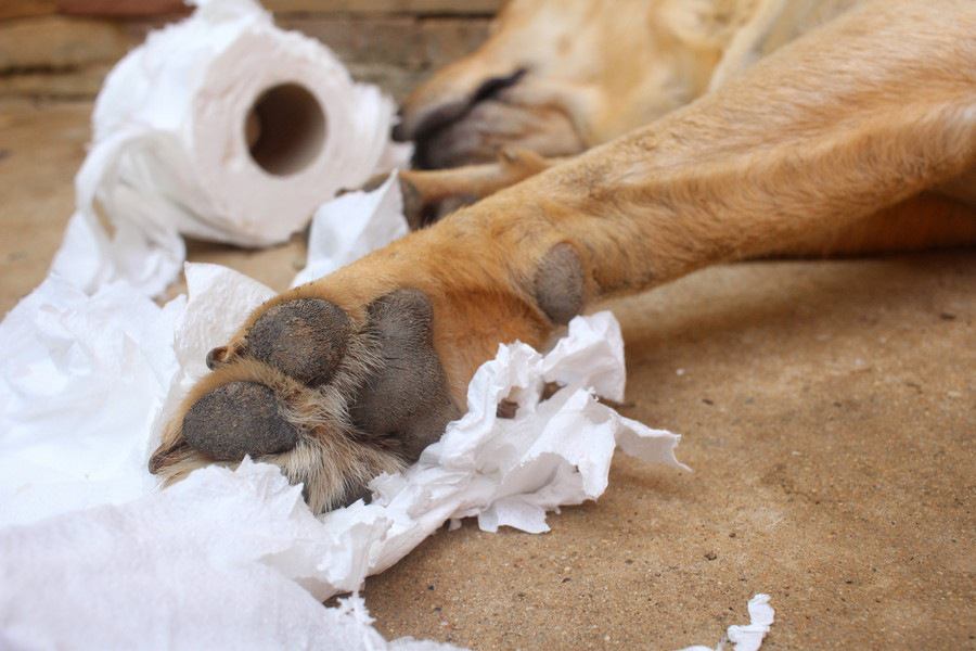 犬がティッシュを噛む理由とやめさせる方法