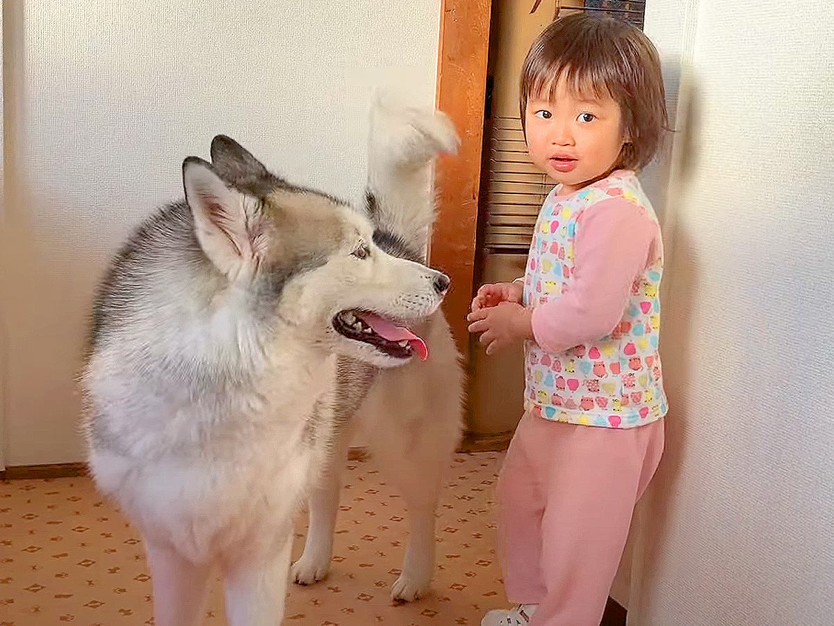 小さな女の子とハスキー犬が遊んだ結果…仲良しすぎる『幸せな日常』が8万8000再生「ふたりとも可愛すぎ」「子どもに対する優しさが見える」