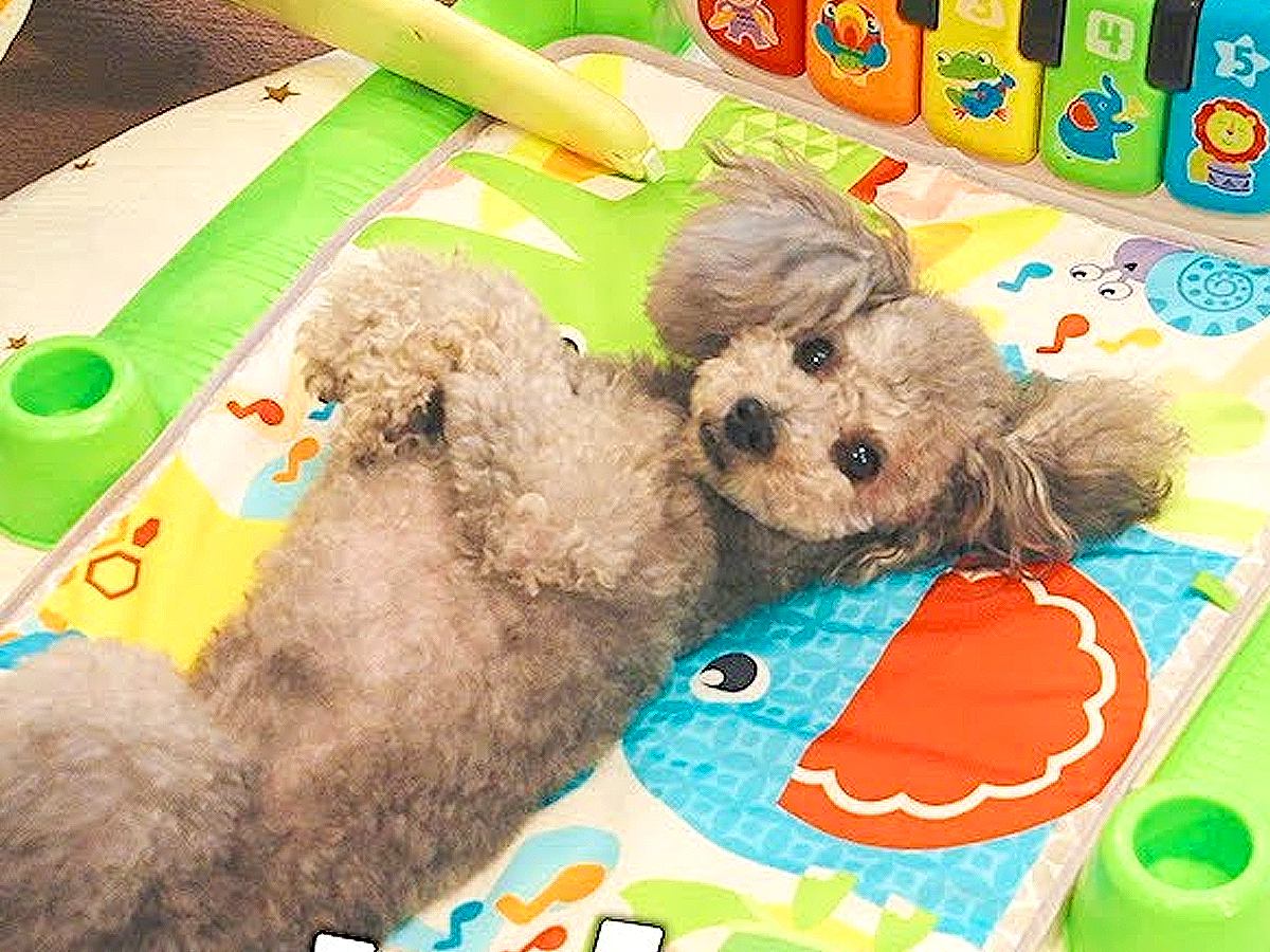 犬が『赤ちゃん用マット』に乗った結果…まさかの『自分のもの』と勘違いする様子が7万再生「可愛いｗ」「ねんねしてみたかったんだね」の声