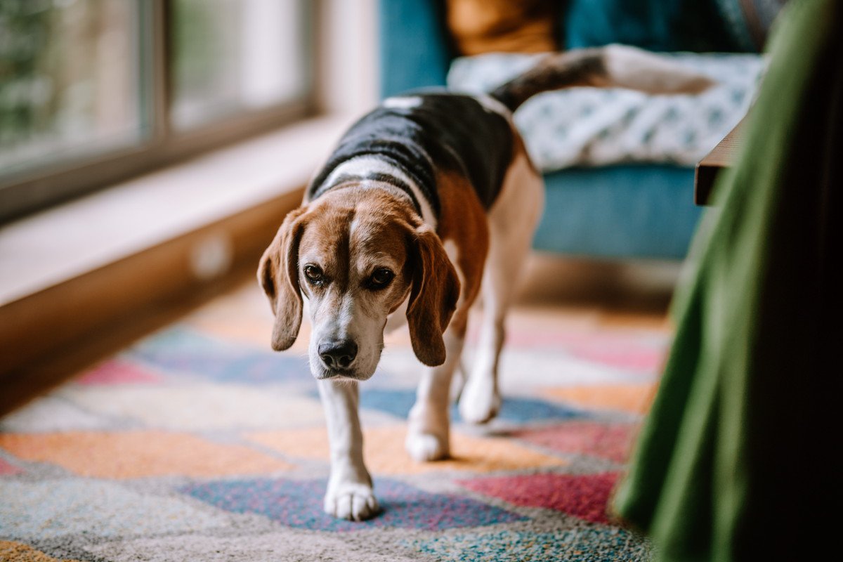 愛犬が飼い主の目の前を通り過ぎていく理由6つ　素っ気ないわけではない？可愛すぎる意味が隠されているかも