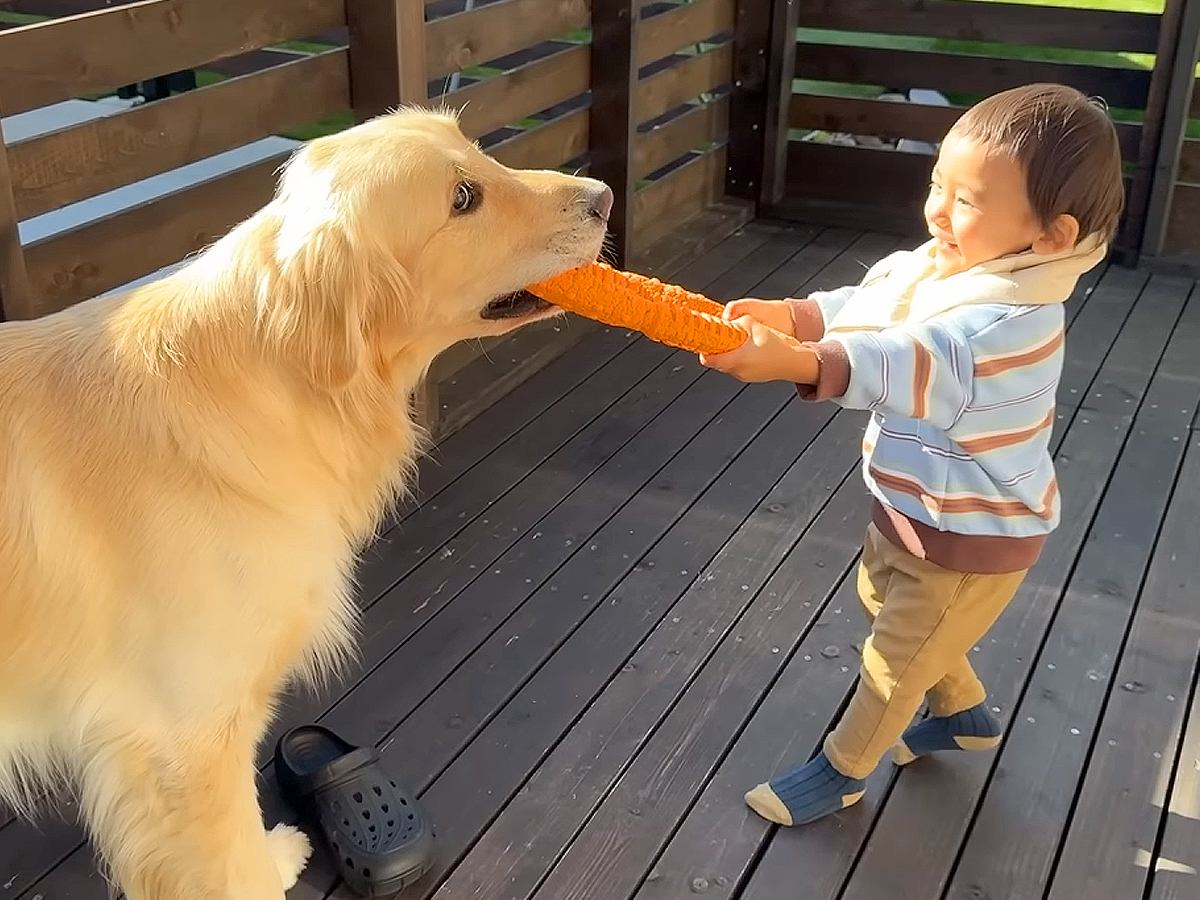 1歳の男の子がおもちゃを持っていたら、大型犬が…お父さんとは大違いな『手加減をする光景』が8万再生「微笑ましい」「コントみたいｗ」と絶賛