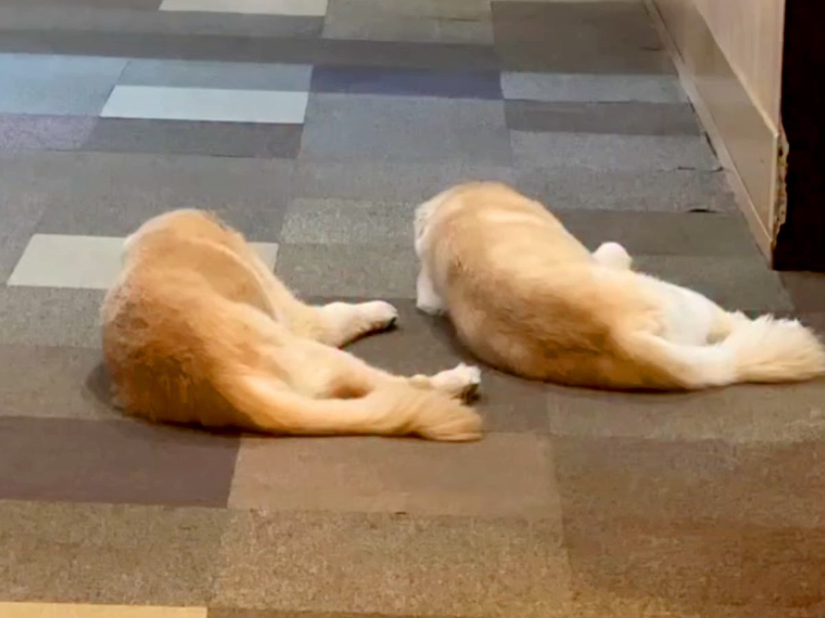 呼びかけに反応がないおじいちゃん犬→耳はほとんど聞こえていないはずが、声をかけると…『尊すぎる行動』に感動「愛おしい」「長生きしてね」
