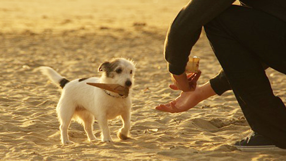 「おやつ？それとも褒め言葉？」犬にとって最高のご褒美とは！？