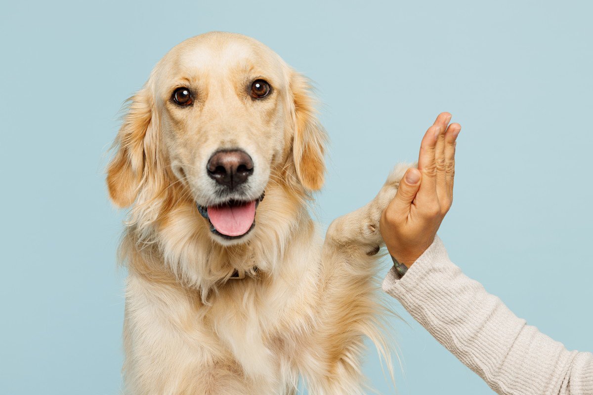 犬を初めて迎える前に確認しておくべき『ワンコとの相性チェックポイント』7つの項目