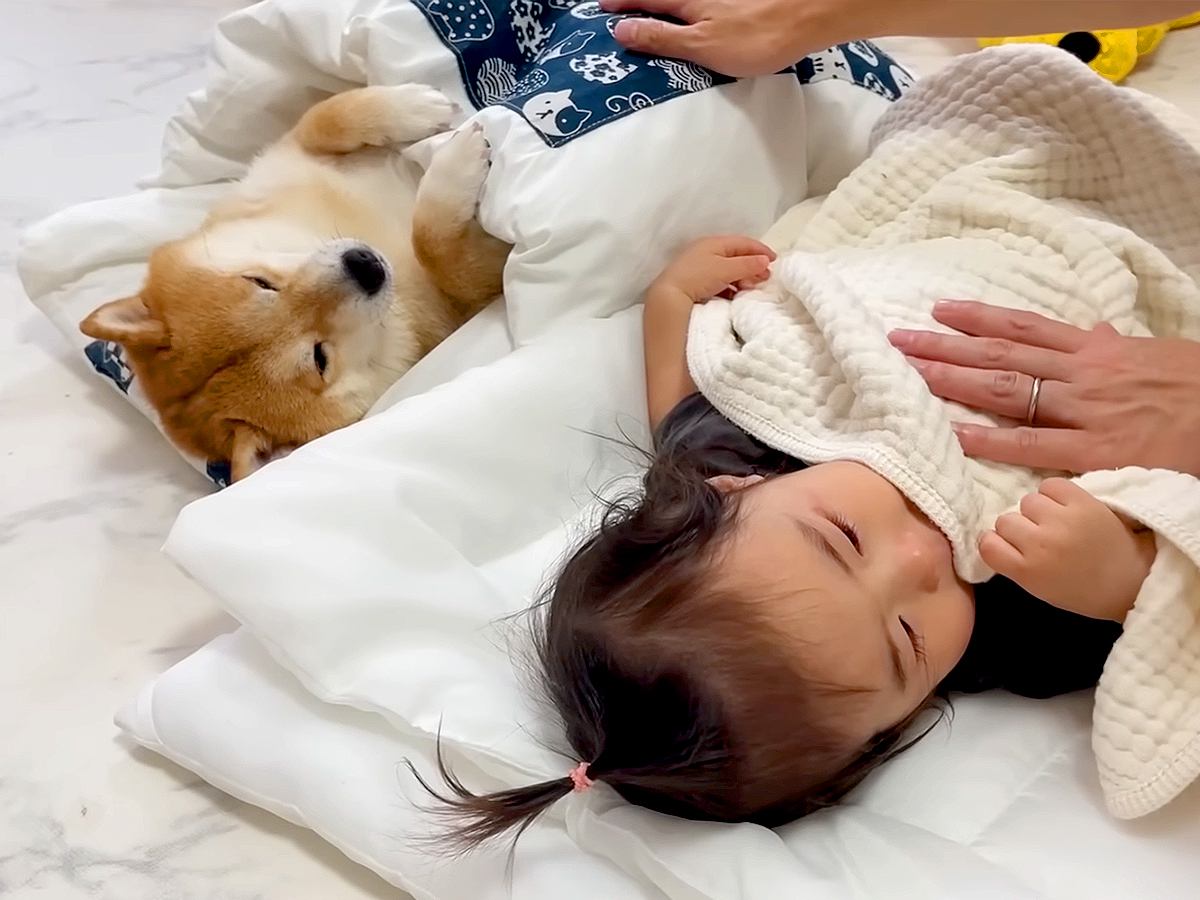 1歳の女の子が豆柴と一緒に眠っていたら、羨ましく思った大型犬が…とんでもなく尊い『まさかの行動』が58万再生「幸せ溢れてる」「家族愛」